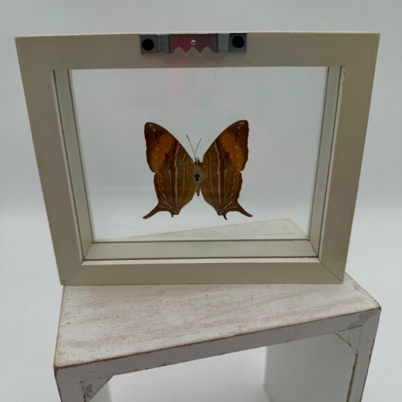 FRAMED DAGGERWING BUTTERFLY (MARPESIA CORINNA) Mounted butterfly wall hanging pi - Picture 6 of 11